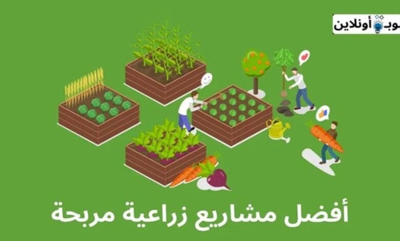 أفضل 10 مشاريع زراعية مربحة (الأكثر ربحا في 2024)